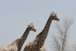 225 Giraffes at M 41, Namibia.JPG