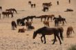 437 Wild horses near Aus.JPG