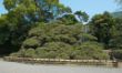 Hama-Rikyu Garden 300 years Pine-5765.jpg
