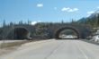 Animal Bridge to Banff-7511.jpg