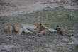 Lioness with babies-0955 (1).jpg