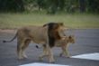 Lions on Runway-1102 (1).jpg