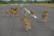 Lions on Runway-1139 (1).jpg