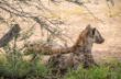 Spotted Hyena-2328.jpg