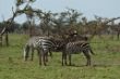 saugendes Zebra Junges-0022.jpg