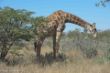 Giraffe, Etosha NP-2377.jpg