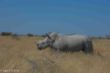 Black Rhino, Etosha-2572.jpg