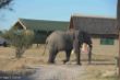 Elefanten, Elephant Sands, Botswana-3177.jpg