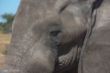 Elefanten, Elephant Sands, Botswana-3139.jpg