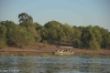 Boot auf Chobe-River bzw. Kwando-3059.jpg