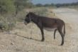 Esel lässt raushängen, Botswana-3217.jpg
