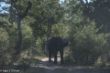 Elefant auf Pfad bei Ausfahrt, Kwando Core Area-3018.jpg