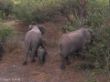 Elefanten unter uns, Nambwa Tented Camp, Kwando Core Area-1256.jpg