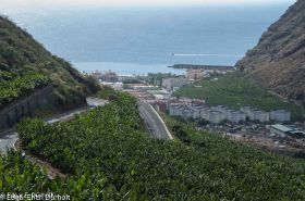 Bananen-Plantagen, La Palma-7584.jpg