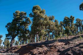 Kiefernwälder, La Palma-7556.jpg