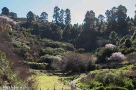 Mandelbäume, La Palma-7574.jpg