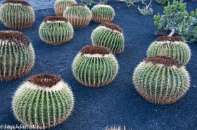 Kaktusgarten v Manrique-7725.jpg