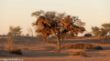 Kalahari Red Dune, Sunset-1020660.jpg