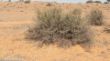 Schlange unter Strauch, Kalahari Red Dune-1020672.jpg