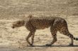 075 Cheetah, Kgalagadi.JPG
