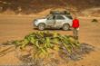 AU 07 Welwitschia Mirabilis, Messum River.jpg