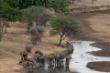 Elefanten im Flussbett-02.jpg