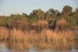 Elefanten im Chobe-River bzw. Kwando-3068.jpg