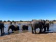Elefanten, Elephant Sands, Botswana-1393.jpg