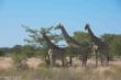 Giraffen, Etosha-2562.jpg