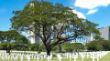 Amerikanischer Soldatenfriedhof, Manila -1030143.jpg