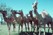 A 042 Cameles.jpg