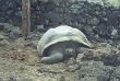 A 11 Schildkröte.jpg