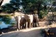 A 02 Young Elefants, Omaruru.jpg