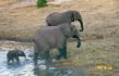 A 15 Baby Elefant.jpg