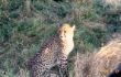 A 27 Cheetah mother.jpg