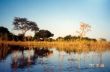 A 34 Waters is increasing at the Okawango.jpg