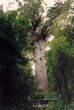 A 07 Waipoua Kauri Forest.jpg