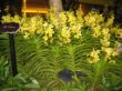 A 09 Airport Orchids.JPG