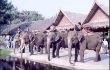 D 15 Elefants at work.jpg