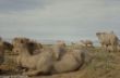 Camel farm-0056.jpg
