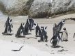 P 14 Pinguine.jpg