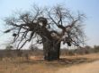 A 08 Zimbabwe near the road  Baobab tree.JPG