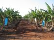 E 034 Banana plantation.jpg