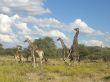 BM 46 so machen es Giraffen near Namutoni.JPG