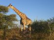 BM 92 Giraffe, Namutoni.JPG