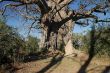 BO 052 Mahangu Baobab Giant.JPG