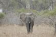 094 Elefants in Luangwa.JPG