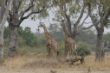 095 Giraffen in Luangwa.JPG