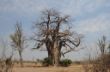 117 Big Baobab.JPG