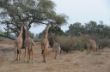 118 Giraffes at Flat Dogs.JPG